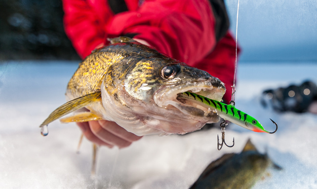 As Days Lengthen, Walleye Bite Heats Back Up, ICE FORCE