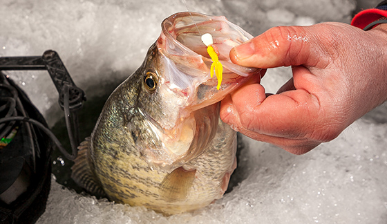 Downsize Your VMC® Spoons, Trigger X® Plastics And Rapala® Hardbaits For  January Fish, ICE FORCE