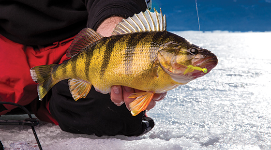 New VMC® Ice Tungsten Jigs Get To Fish Fast, ICE FORCE