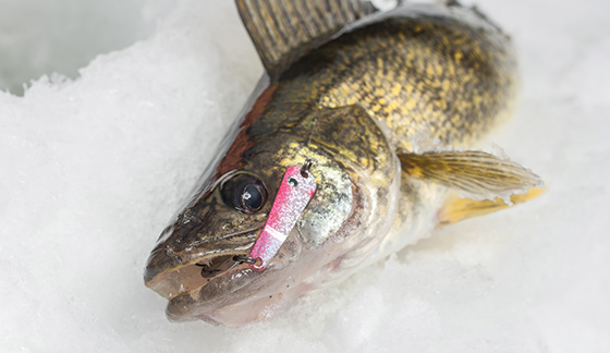 ICE FORCE Pros Name Go-To Baits For Favorite Frozen Lakes, ICE FORCE