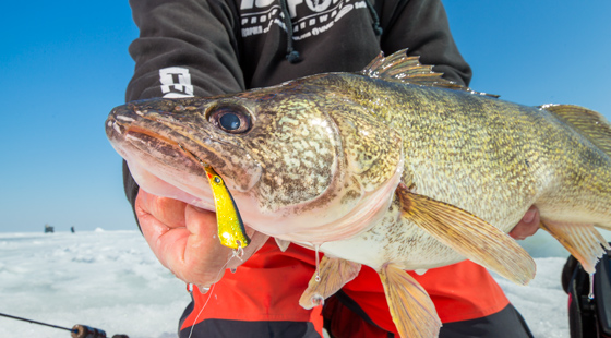 Walleyes across the Ice Belt biting VMC® baits, Rippin' Rap®s, ICE FORCE
